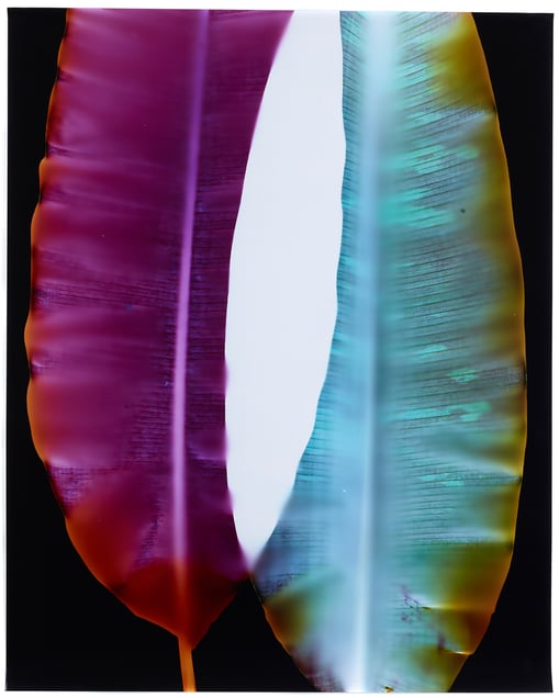 8.	Double Portrait #1. Unique chromogenic photogram. 40x32 inches, 2014