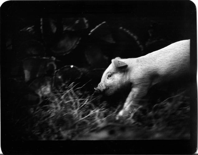 "Untitled" (Pig), 2008 © Giacomo Brunelli