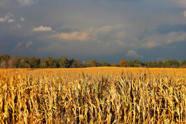 Cornfield