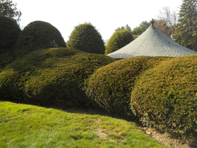 Humpy Bushes