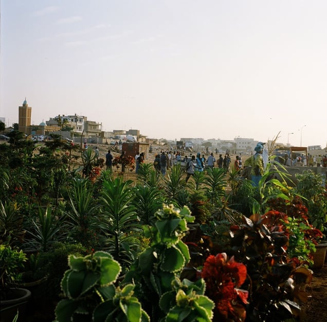 From the series "En Route to Dakar" © Mimi Mollica