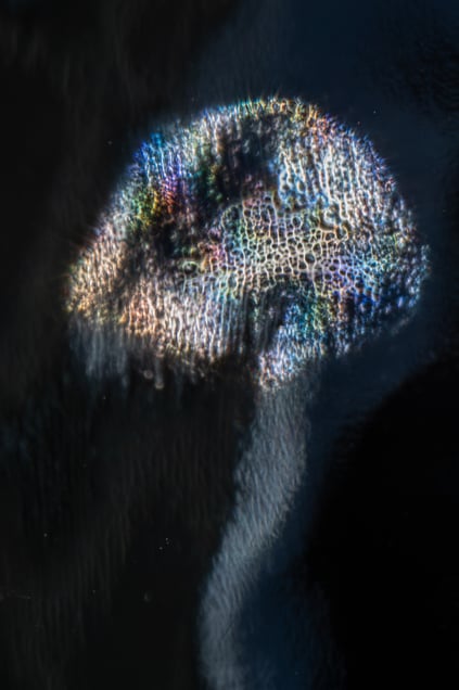 Refraction 08