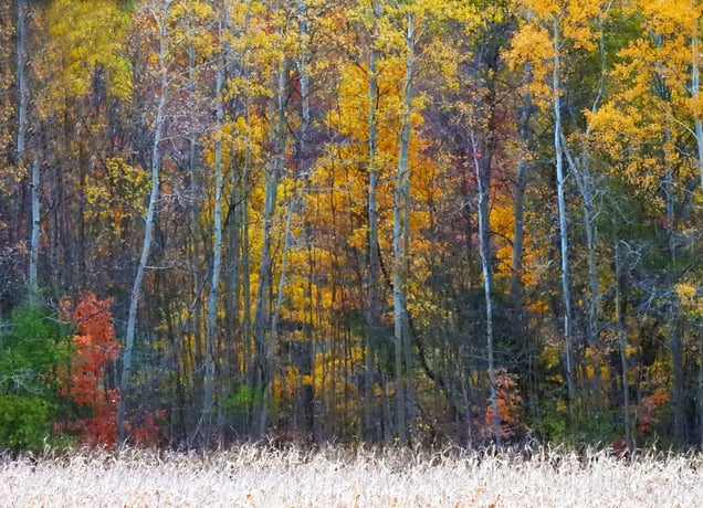 Enchanting colors