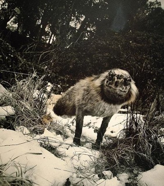 Fauna series, Centaurus Neardentalensis, 1988, Selenium toned gelatin silver print, 50 x 40 cm © Joan Fontcuberta