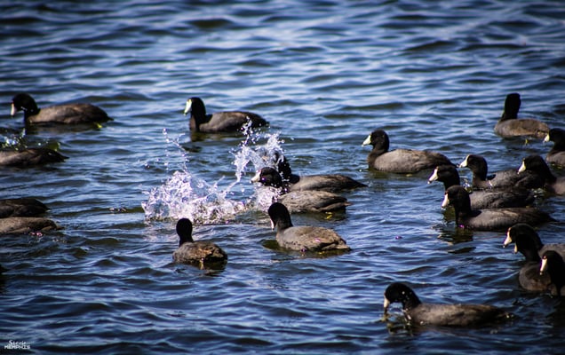 Fulica Americana