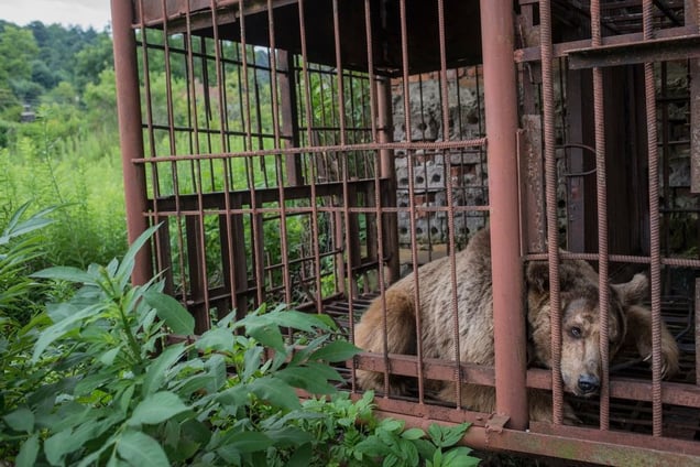 Sukhumi, Abkhazia. A Caucasian bear is kept captive to entertain the tourists of an road side restaurant© Petrut Calinescu