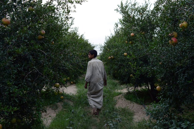 August 25, 2013 in Sa'ada, Yemen. © Alex Potter