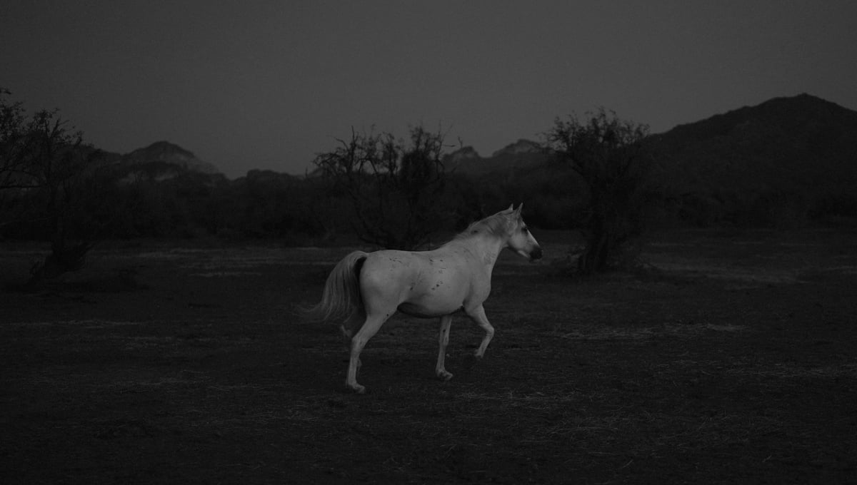 Salt River Wild Horse at Dusk