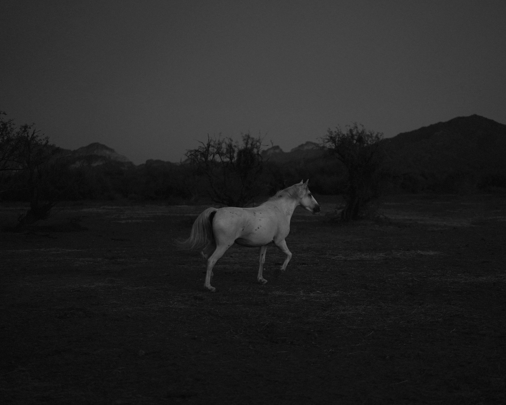 Andrea Koester's Photographic Exploration of Arizona's Desert