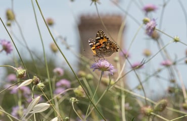 Constant Bloom, Photography Competition & Awards