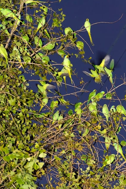 From the photo series "Tokyo Parrots" © Yoshinori Mizutani