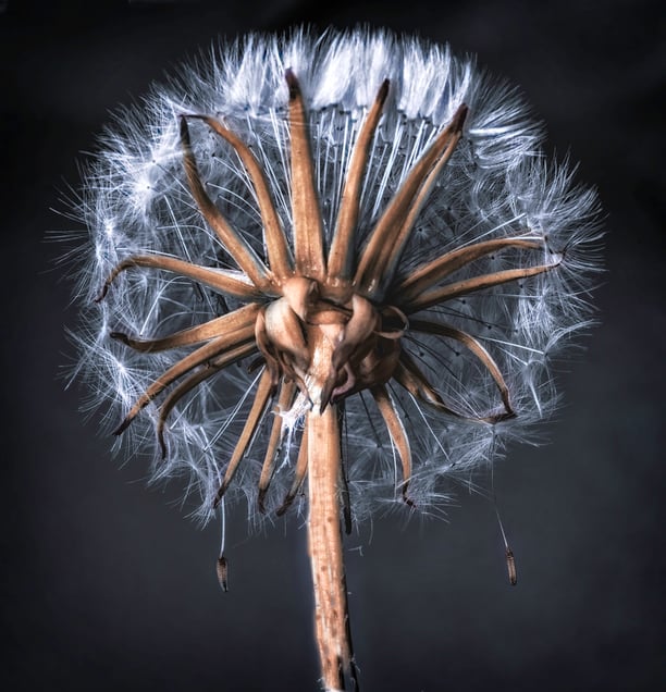 WhiteDandelion #4