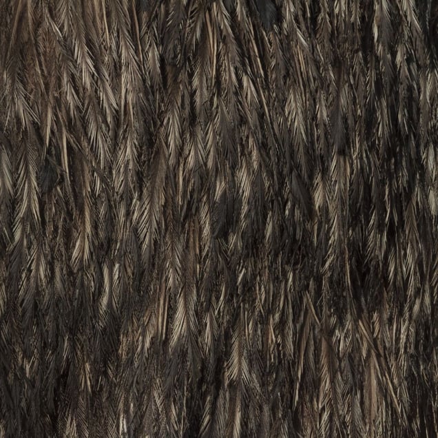 Emu © Yusuke Sakai