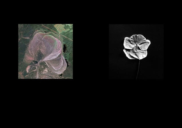 Earth Herbarium, Part I © Evgeny Molodtsov