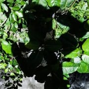 Stylianos Papardelas