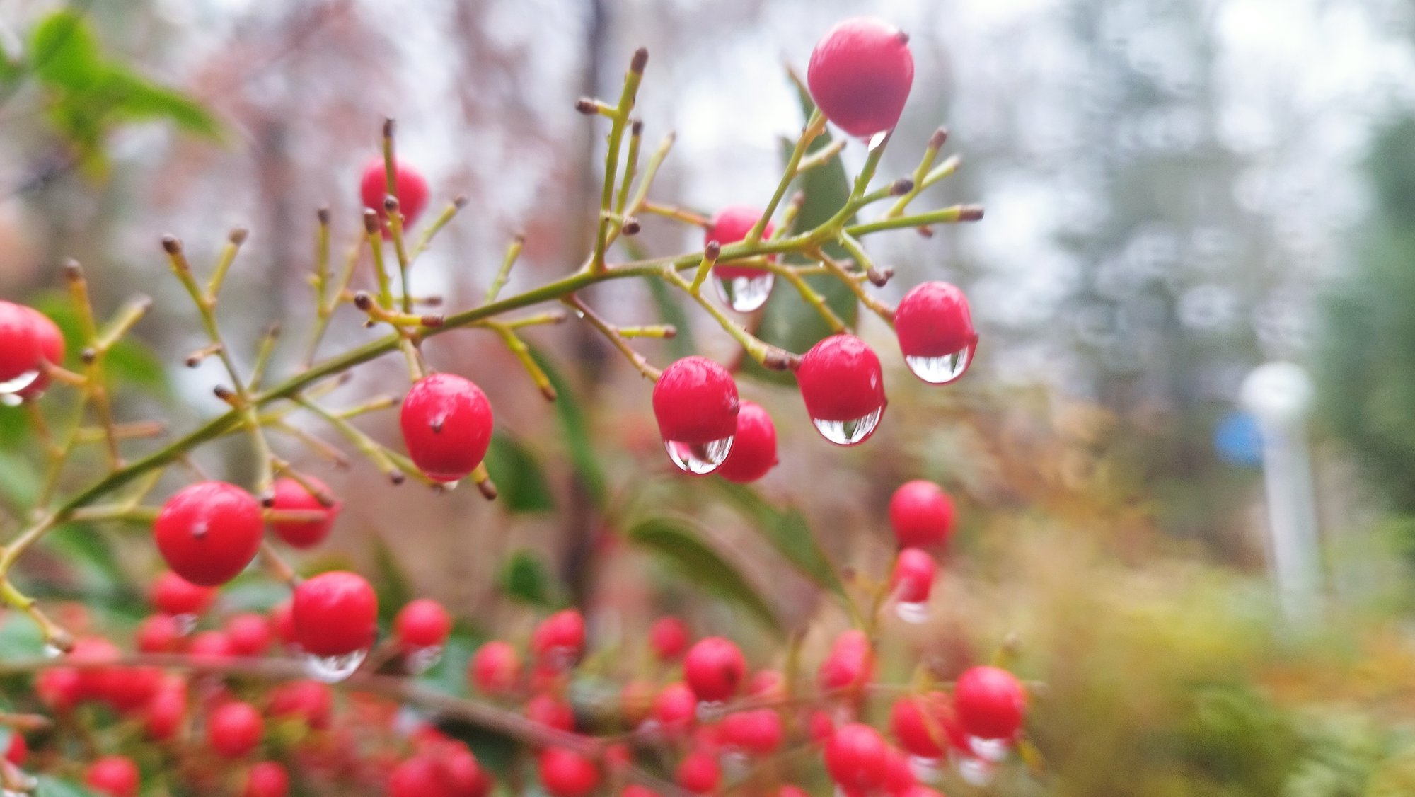 rain and nature