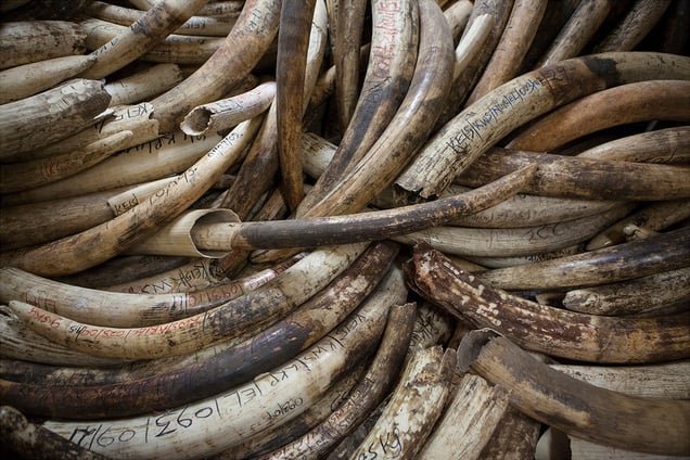 The Ivory Stockpile