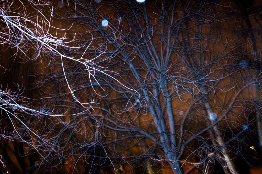 Trees & Foliage & flowers