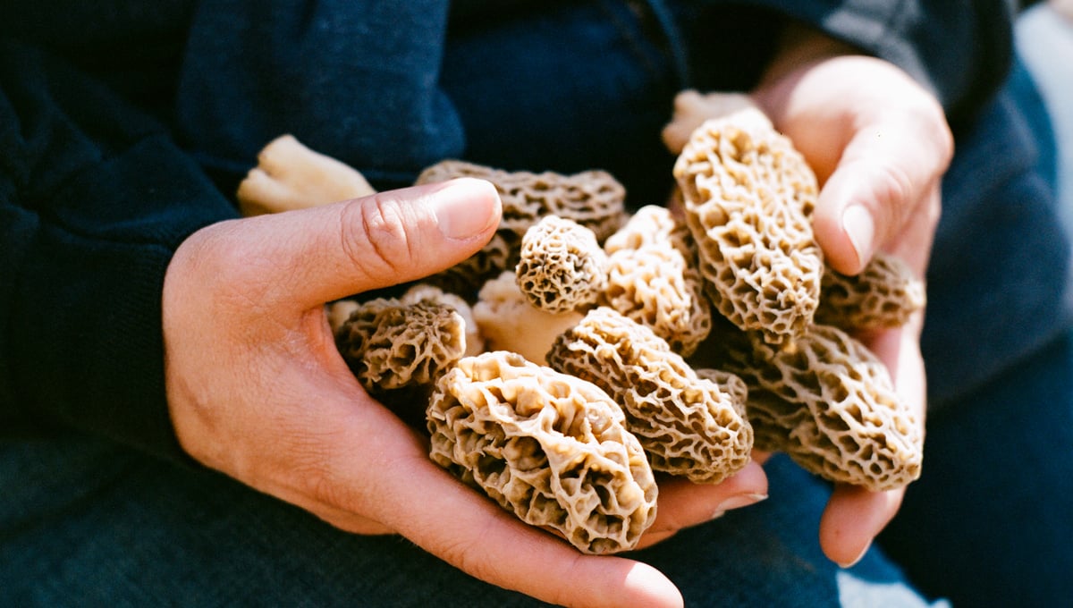 Caitlin's Morels, 2026.