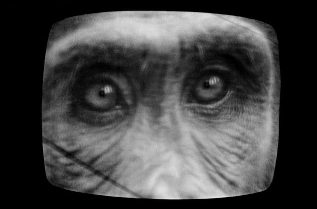 Chimp Eyes See