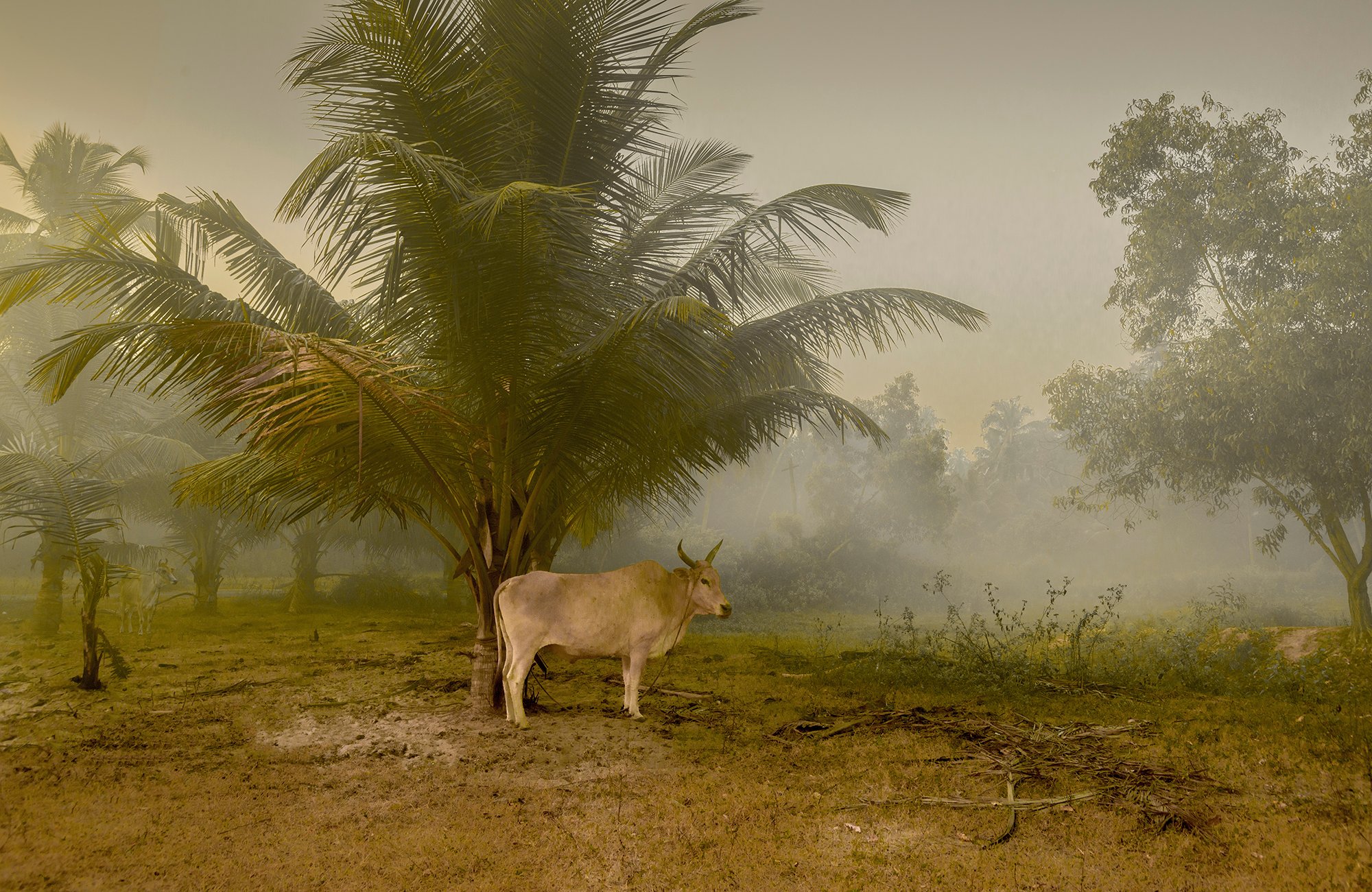 The Environs of Vivenda dos Palhacos