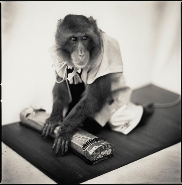 Yuji Playing Koto, Suo Sarumawashi © Hiroshi Watanabe