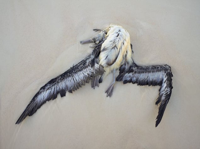 Drowned Laysan albatross fledgling, Midway Island, 2010.