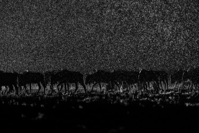 "I was in Liuwa Plain at the end of the dry season. When the rains finally arrived thousands of Wildebeest migrated to the area. I positioned a remote flash in front of the herd and drove round so that I could use the flash to back-light the rain. It was a challenging shot as I had to predict the movement of the animals and hope they passed between me and the flash.