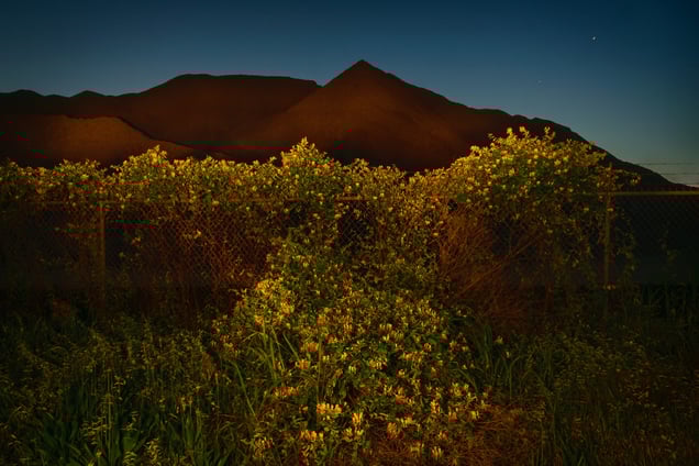 Coexist: Untitled (04D2279_b)