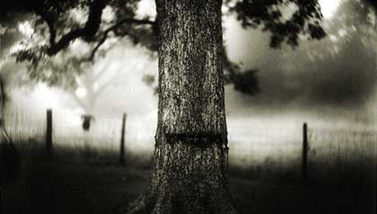 Untitled (#1, #30, and #34)," 1998. From the "Deep South" series. Tea-toned gelatin silver print; 38 x 48 inches. © Sally Mann