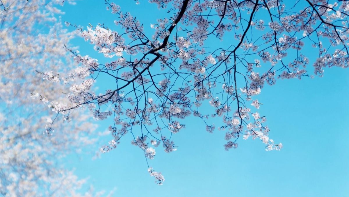 SAKURA N-24. Courtesy of Gallery Koyanagi, Christophe Guye Galerie.