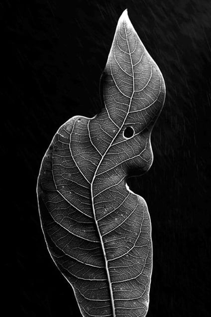 1st prize Nature Singles © Fang Qianhua, China, Nangfang Dushi Daily/Southern Metropolis Daily. An endangered plant at Wanzhou city garden sanctuary, China.