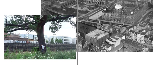 The Oak from Schlossplatz Berlin /Die Eiche vom Schlossplatz