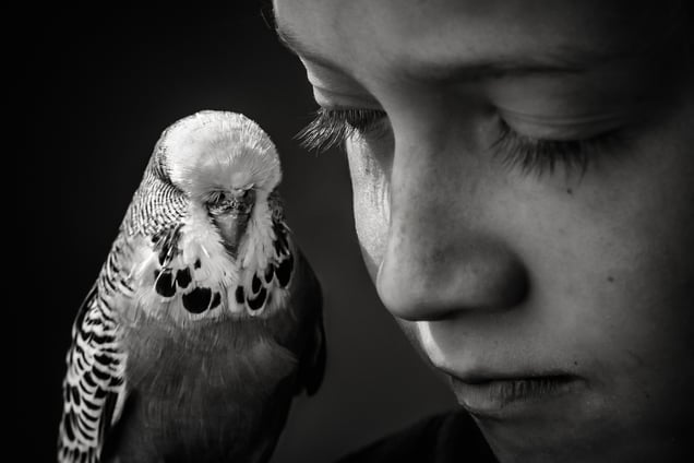 Budgie