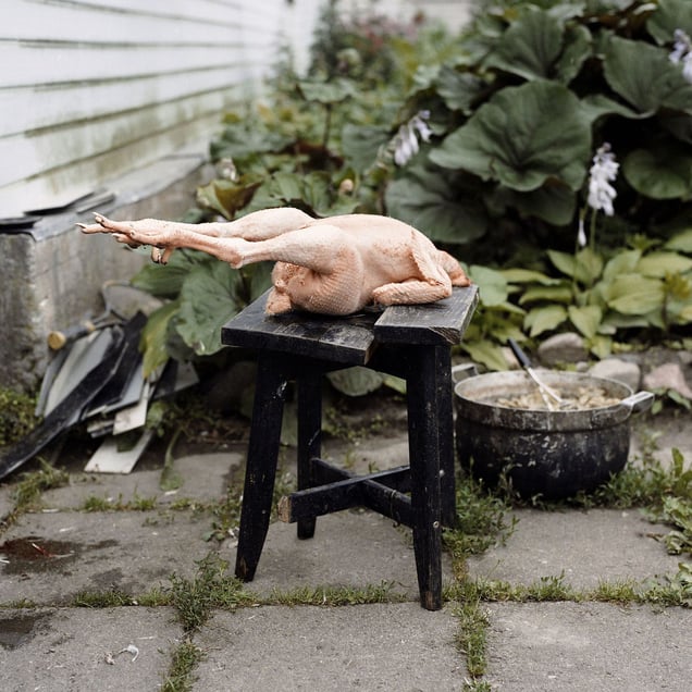 Chicken, Čimbariškės, Vilnius district.