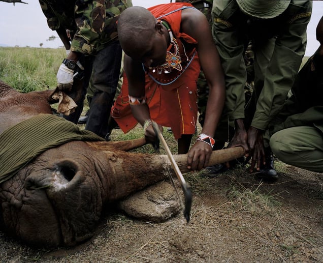 white rhino # II, lewa conservancy, northern kenya-from the series 'with butterflies and warriors'-David Chancellor