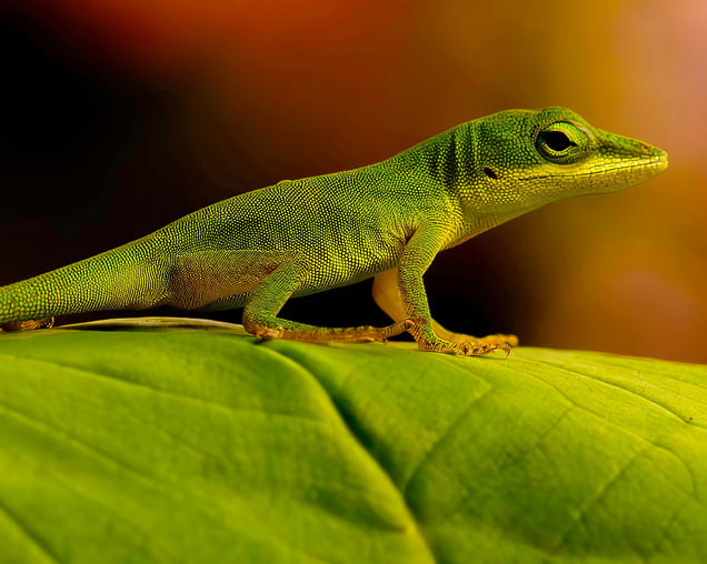 Vigilant
