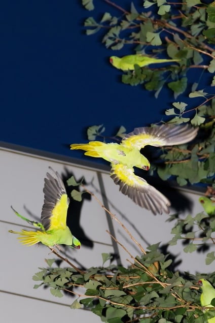 From the photo series "Tokyo Parrots" © Yoshinori Mizutani