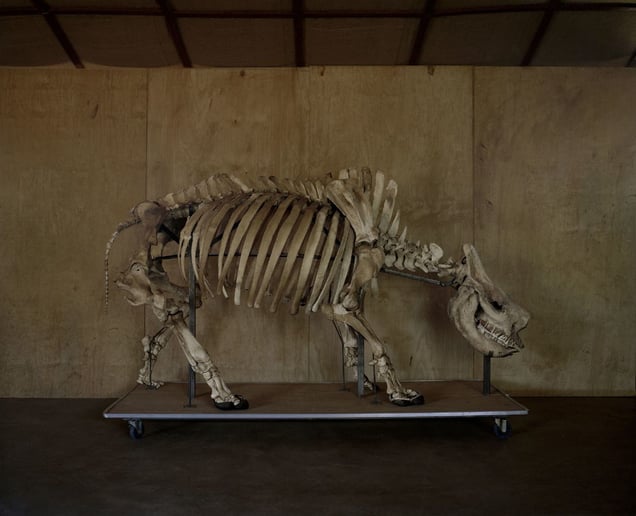 white rhino 'ngororika' poached 10.12.13 at 18.34h northern kenya-from the series 'with butterflies and warriors' David Chancellor