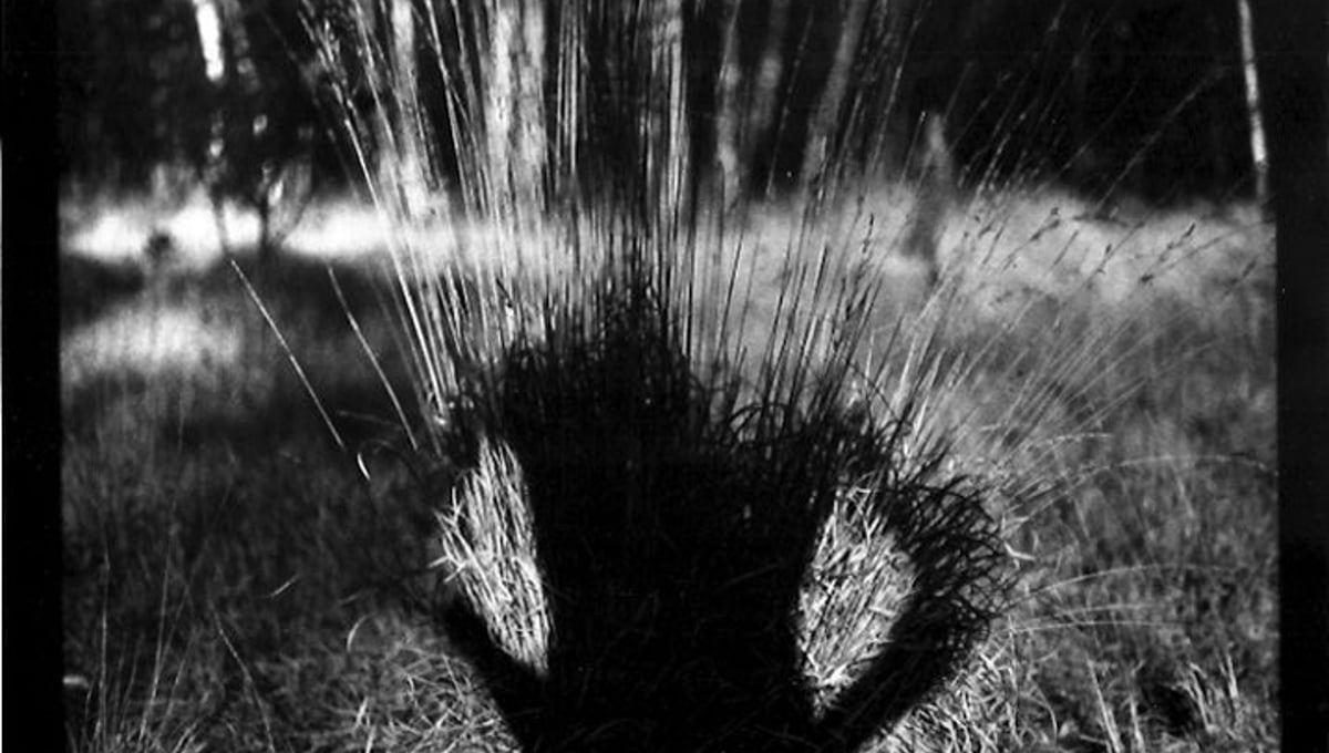 "Untitled" (Shadow #07), 2011