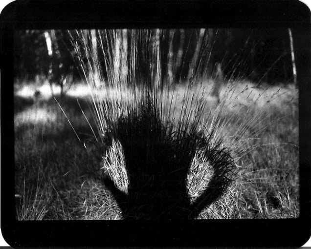 "Untitled" (Shadow #07), 2011