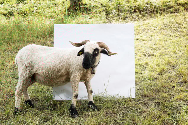 Stage: Trentino Alto Adige. Transumanza (transhumance) is the seasonal movement of people with their livestock between fixed summer and winter pastures. In this area, the practice of driving herds to upland pastures in summertime dates back to time immemorial.