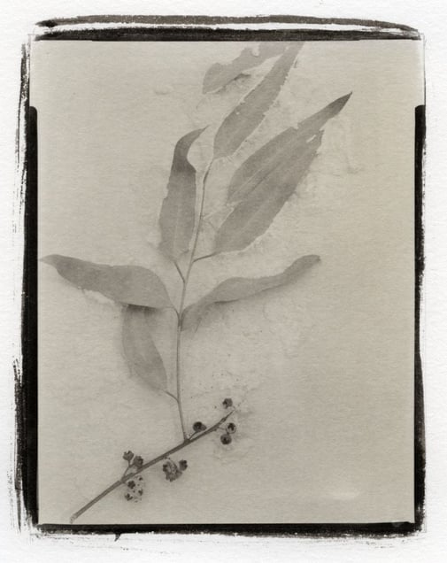 Botanical Specimen with Salt (Eucalyptus) © Claire A. Warden