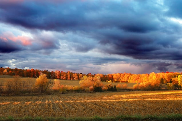 Cornfield at golden hour