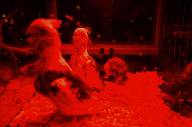 Without the mother's nest.