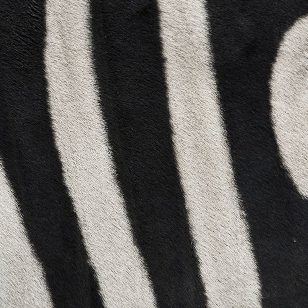 Zebra © Yusuke Sakai