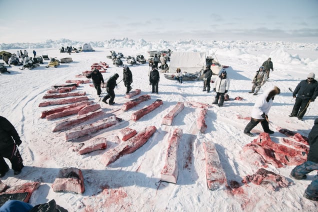 Division of whale meat and blubber is governed by tradition and followed strictly by whaling crews. Here, the niñit, or community shares, are equally apportioned. The successful crew's share will be given away at Nalukataq, the summer whaling festival.