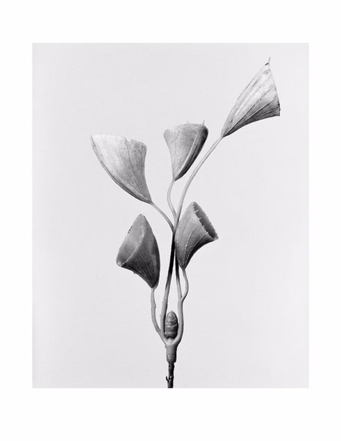 The Alphabet of New Trees. Showing at Robert Morat. Courtesy of PhotoLondon.