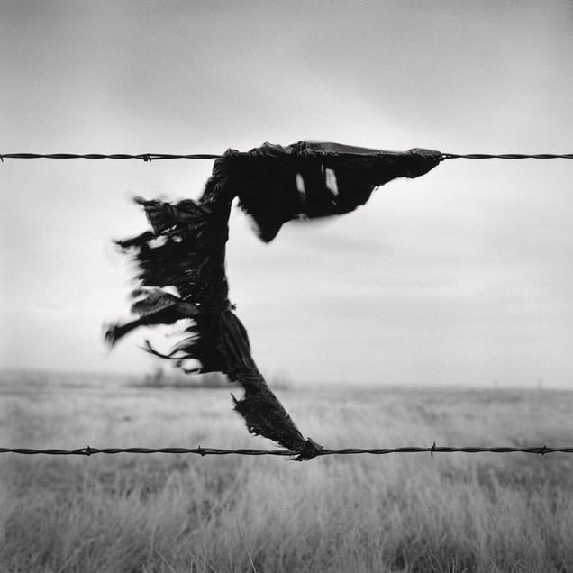 Snag #7 - Highway 41, Cypress County, AB, Canada