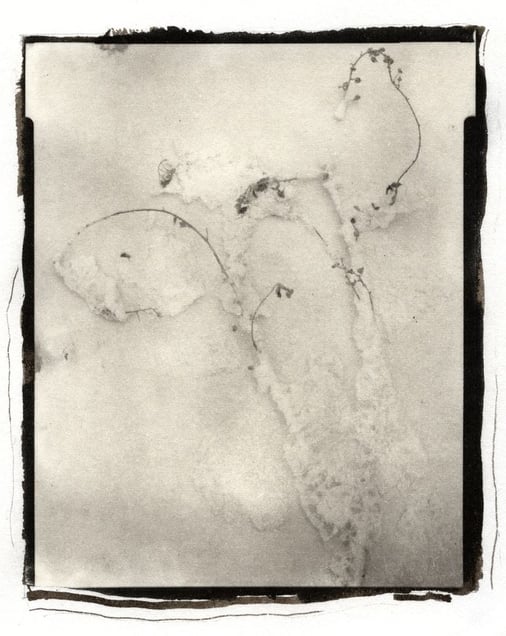 Botanical Specimen with Salt (Wildflower No. 1) © Claire A. Warden